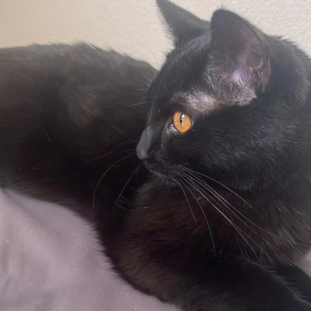 Black Kitty Cat 🐈‍⬛
